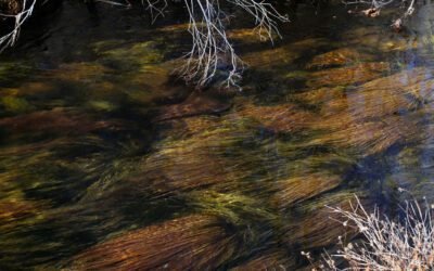 What is still spring water and how is it different from other types of water?