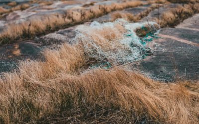 How does still spring water compare to other types of bottled water?