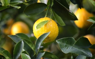 Is lemon juice a natural remedy for acne?