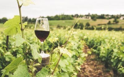 What are the common Merlot grape varieties?