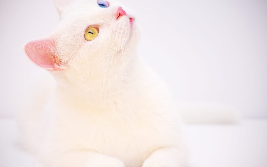 What are the different types of animal milk?