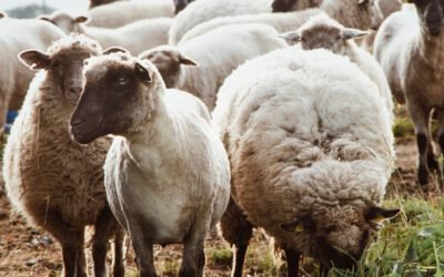 What are the benefits of organic sheep milk?