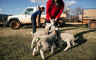 What are the benefits of sheep milk for people with lactose intolerance?