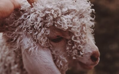 What are the benefits of sheep milk for hair health?