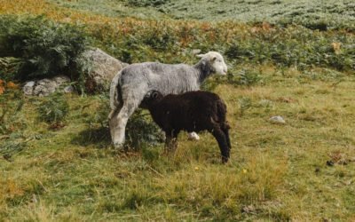 What are the benefits of sheep milk for athletes?
