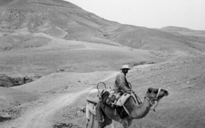 What is the environmental impact of producing camel milk?