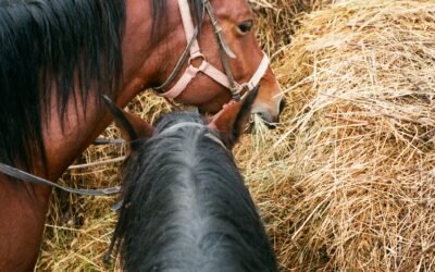 What are the nutritional benefits of horse milk?