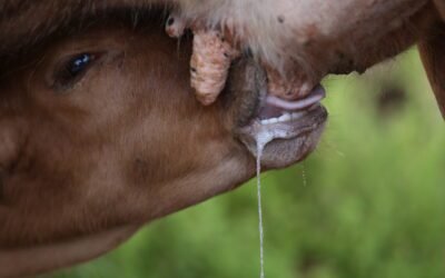 How does horse milk contribute to the economy of regions where it is produced?