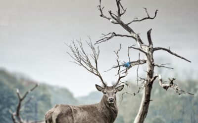 What are the nutritional benefits of reindeer milk?