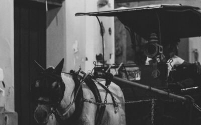 What are the nutritional benefits of donkey milk?