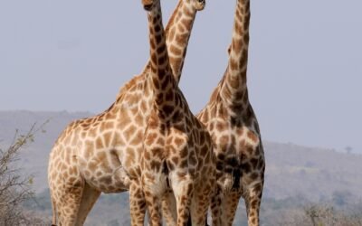 What are the nutritional benefits of giraffe milk?