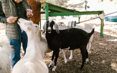 How does giraffe milk compare to other types of milk, such as cow milk or goat milk?