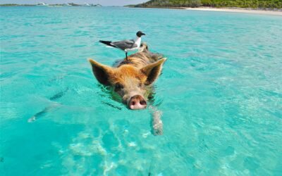 What is pig milk?