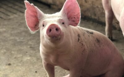 How is pig milk produced?