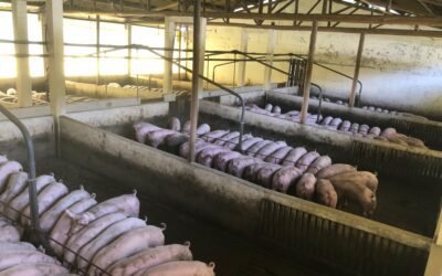 What are the nutritional benefits of pig milk?