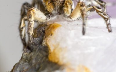 What is the current state of research on Jumping Spider milk?