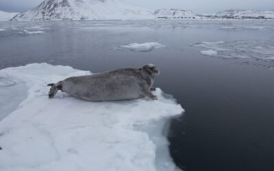 What are the nutritional benefits of hooded seal milk?