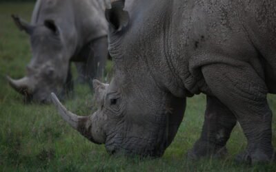 Are there any risks or concerns associated with consuming black rhinoceros milk?