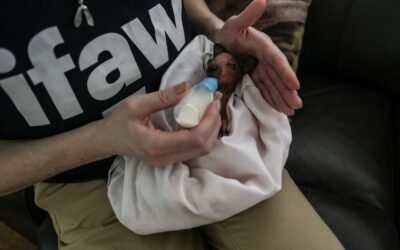 How does Tammar Wallaby milk compare to cow’s milk?
