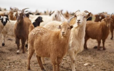 How does Tammar Wallaby milk production impact the environment and animal welfare?