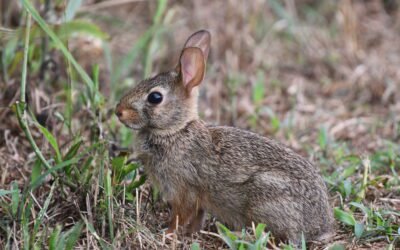 What is Eastern Cottontail Rabbit milk?
