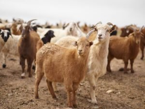 How does the production of Eastern Cottontail Rabbit milk affect the ... - Rabbit Milk Production Blockage