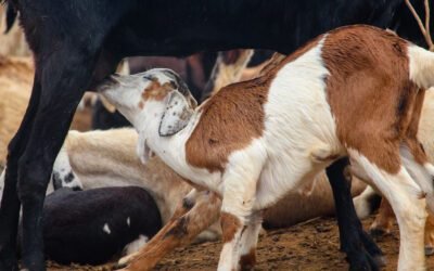 What are the potential drawbacks or risks of drinking cow milk?
