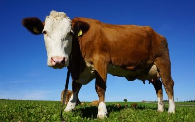 What are the differences between whole, skim, and low-fat cow milk?
