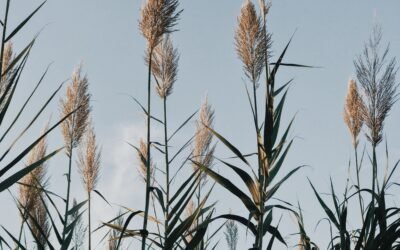 What are some common misconceptions about organic milk?