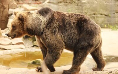 What is Nestlé Bear Brand?