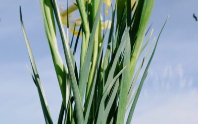 Can Sana be made at home? If so, how?