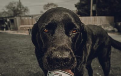 Can yogurt be frozen?