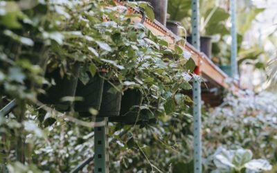 What is the shelf life of lakto and how should it be stored?