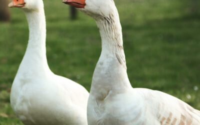 How is jocoque traditionally consumed and in which countries is it popular?